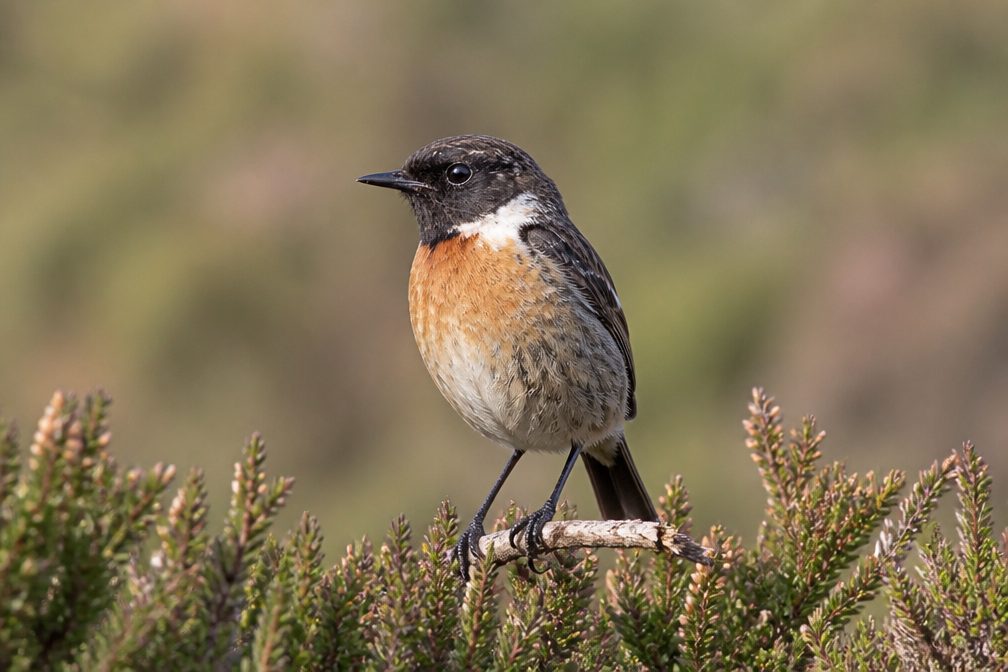 Stonechat