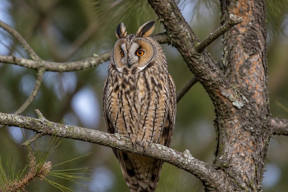 Long-eared Owl wildlife guide for Joshua Tree National Park