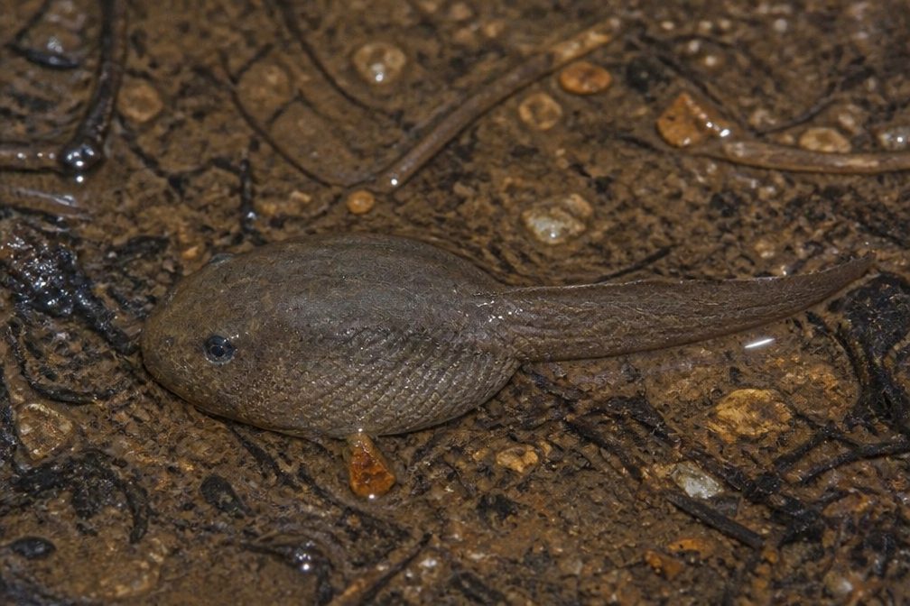Giant Burrowing Frog wildlife guide for Royal National Park