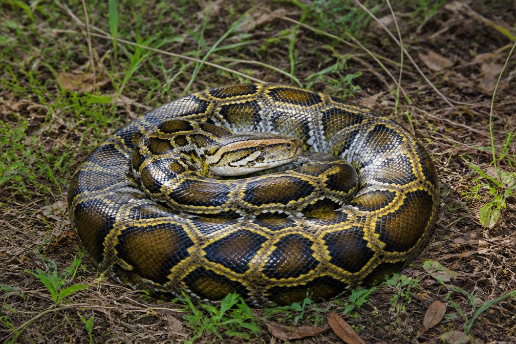 Burmese Python wildlife guide for Biscayne National Park