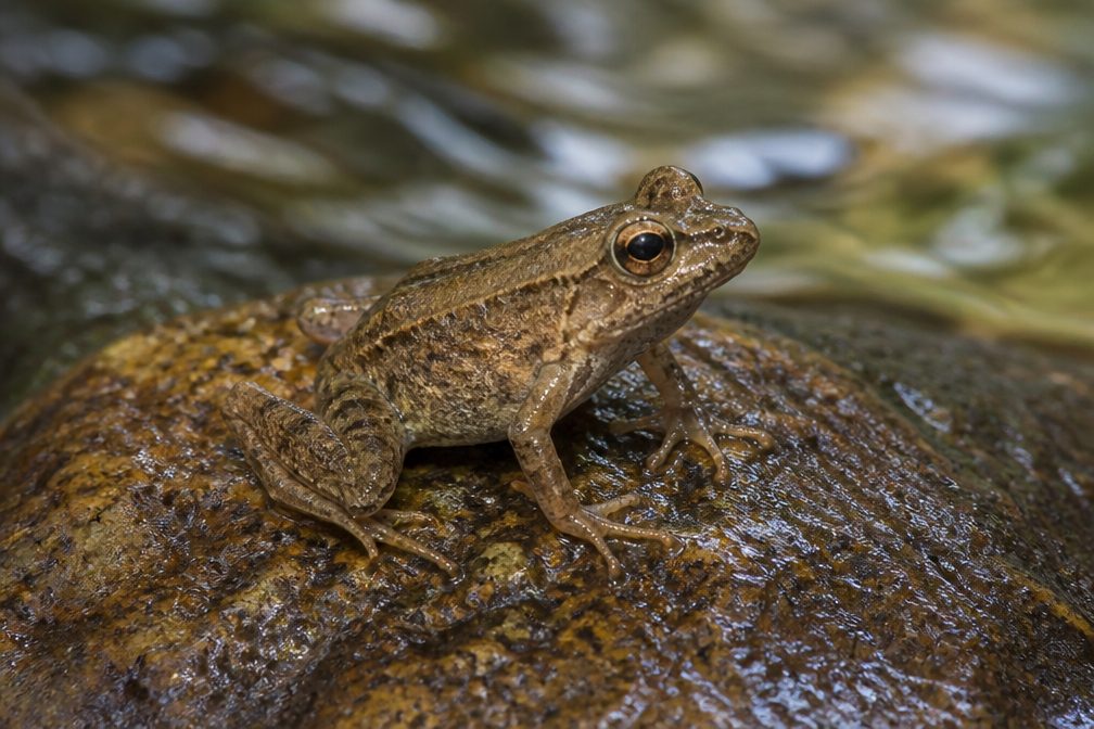 Coastal Tailed Frog wildlife guide for North Cascades National Park