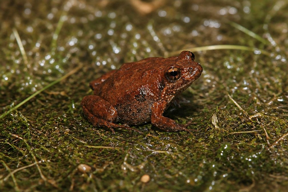 Common Eastern Froglet wildlife guide for Royal National Park
