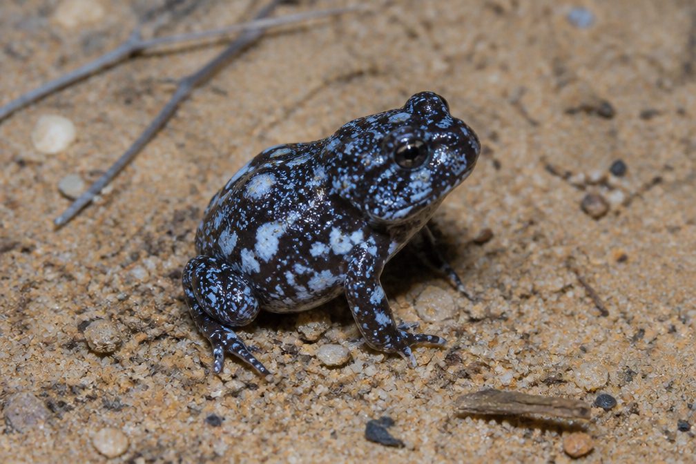 Red-crowned Toadlet wildlife guide for Royal National Park