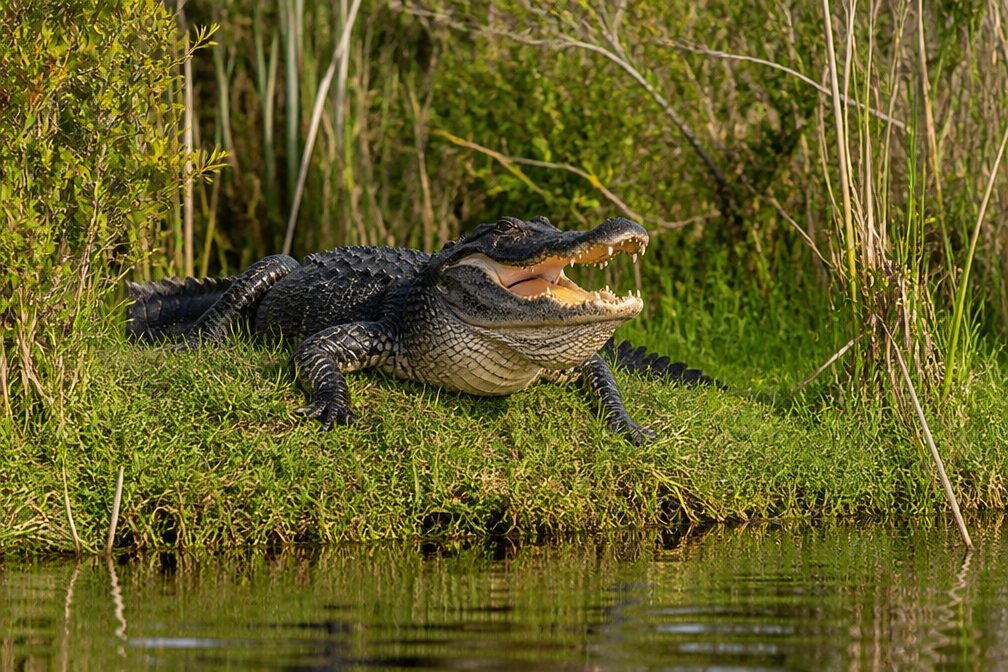 Alligator in Overseas Highway