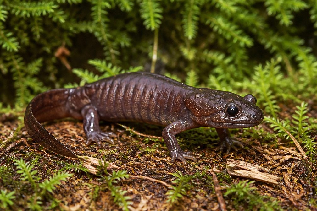 Northwestern Salamander wildlife guide for Mount Rainier National Park