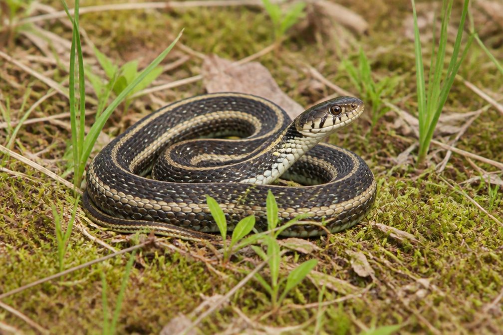 Black-necked Garter Snake wildlife guide for Saguaro National Park