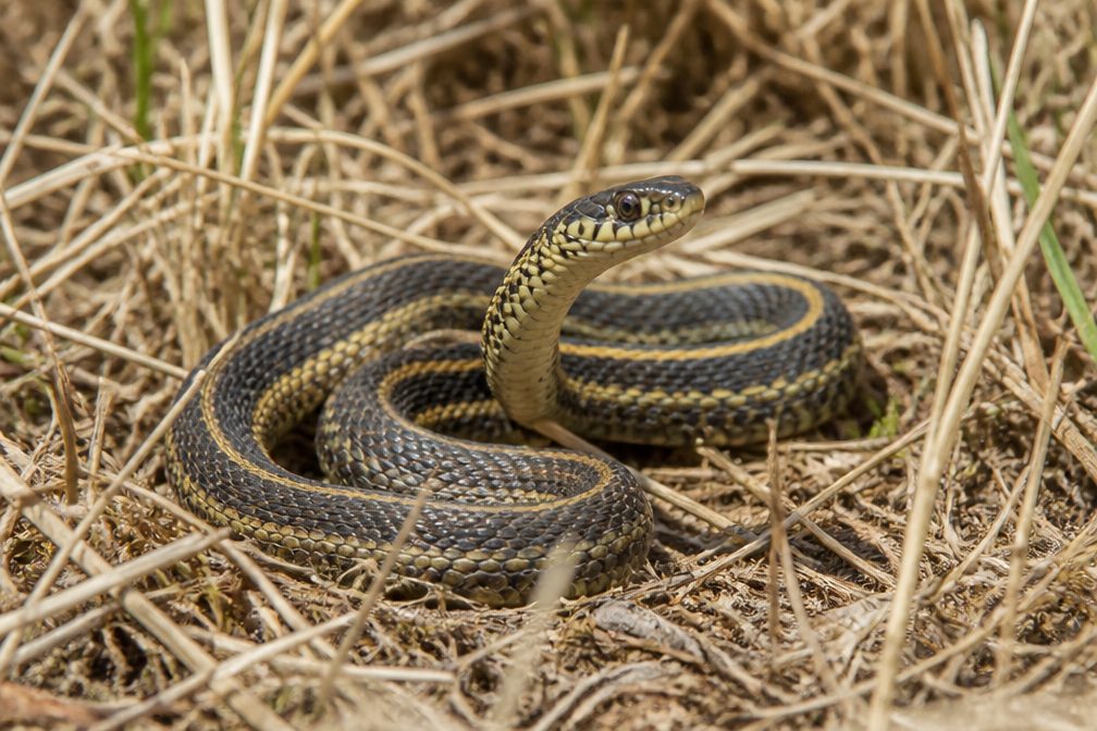 Plains Garter Snake wildlife guide for Badlands National Park