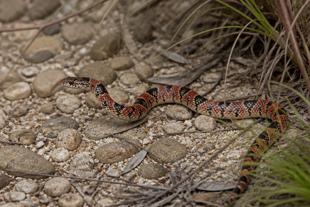 Long-nosed Snake wildlife guide for Saguaro National Park