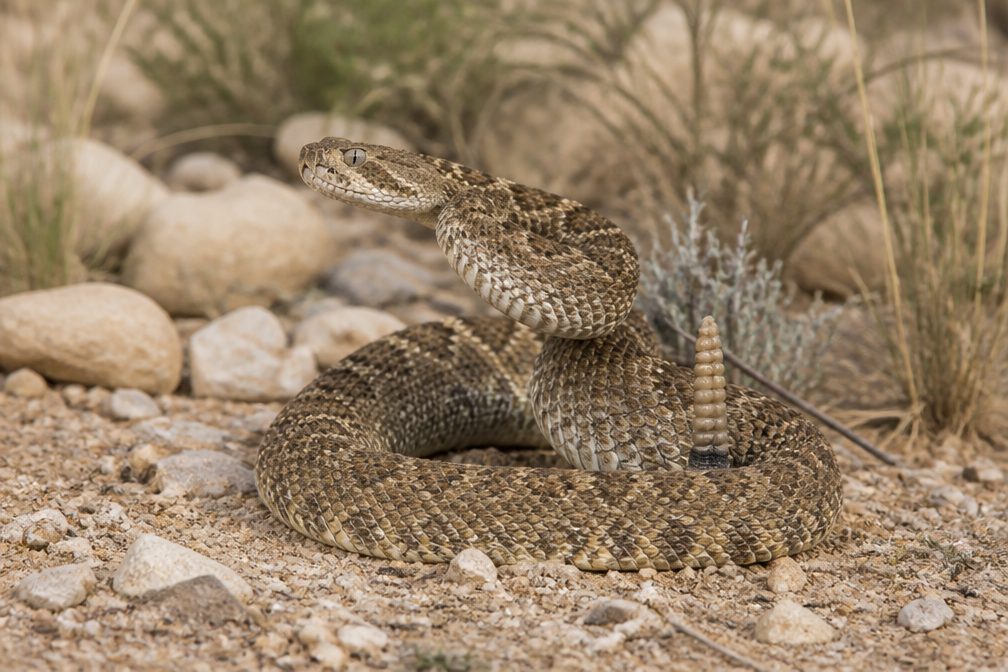 Tiger Rattlesnake wildlife guide for Saguaro National Park