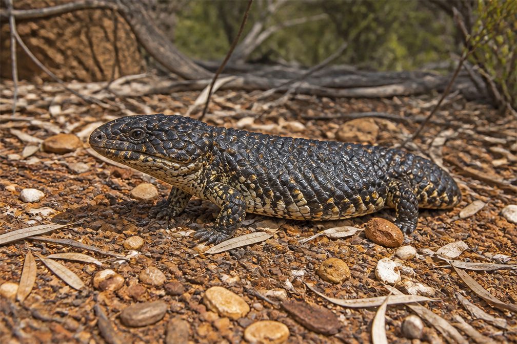 Shingleback Skink wildlife guide for Kalbarri National Park