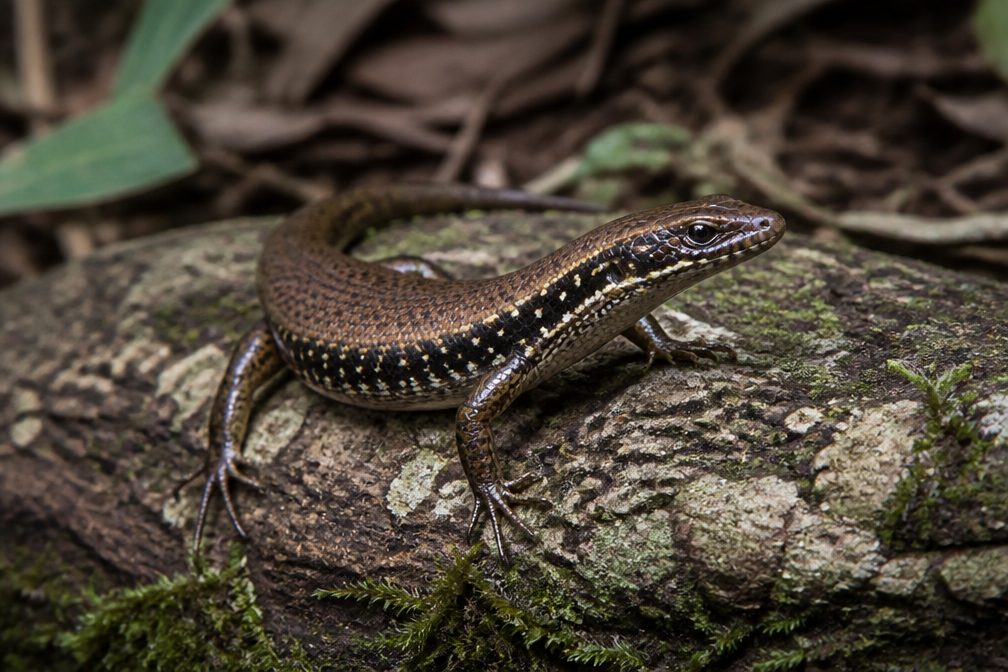 Yellow-bellied Water Skink wildlife guide for Blue Mountains National Park