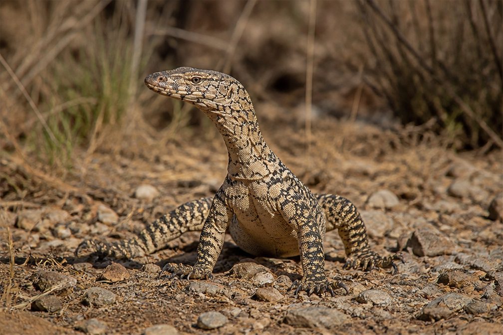 Perentie in Kalbarri National Park
