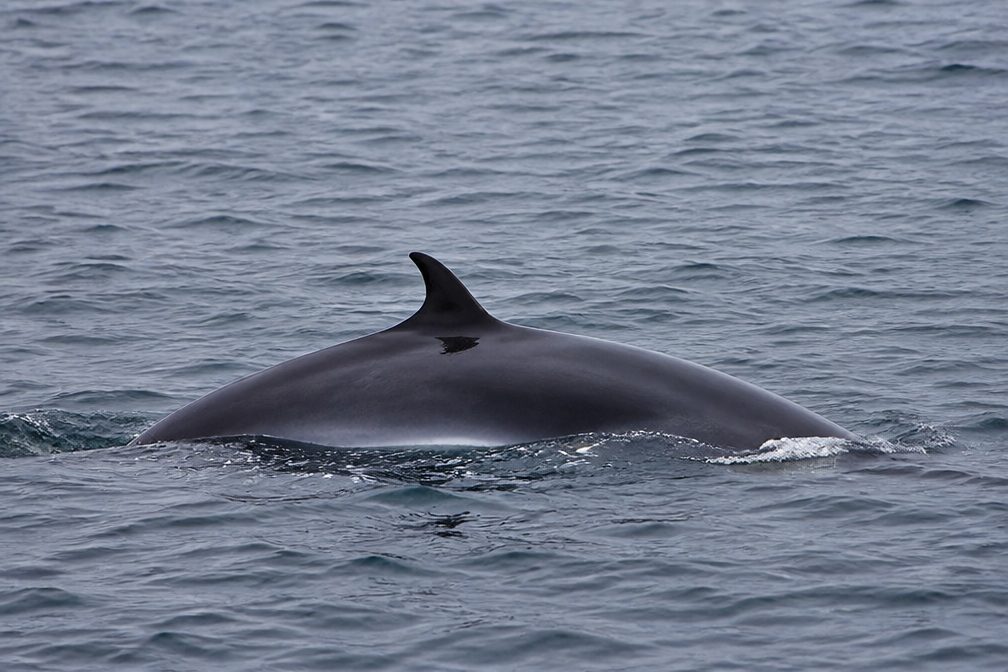 Common Minke Whale wildlife guide for Channel Islands National Park