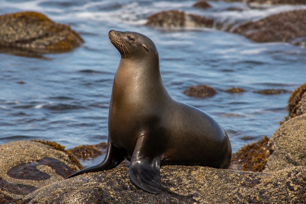 California Sea Lion in Redwood National Park