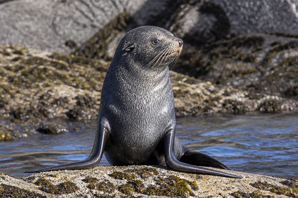 Guadalupe Fur Seal wildlife guide for Channel Islands National Park
