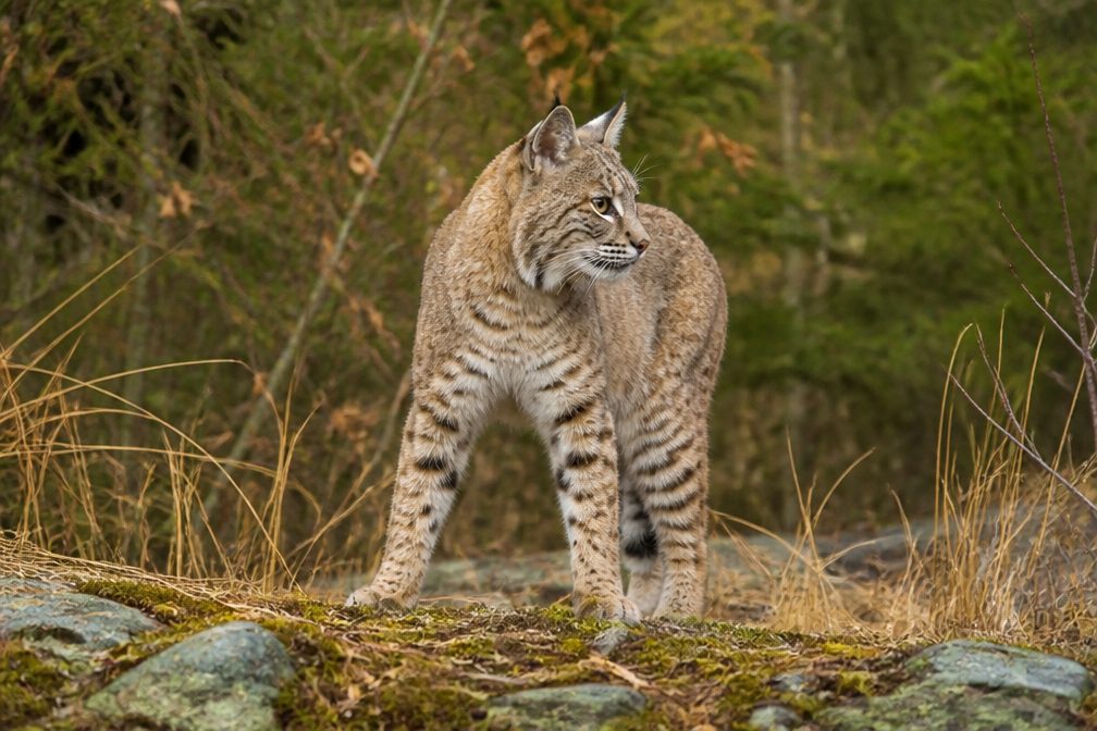 Bobcat wildlife guide for Redwood National Park