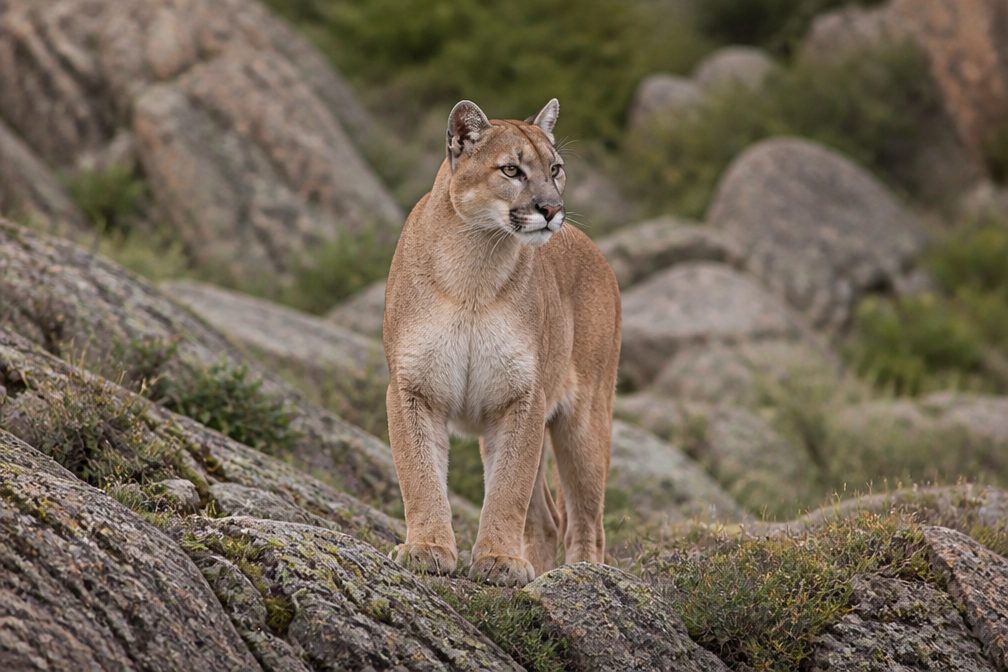 Mountain Lion in Sequoia National Park