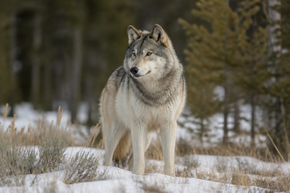 Gray Wolf in Beartooth Highway