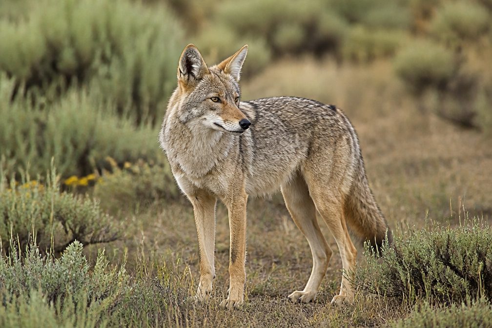 Coyote in Sequoia National Park