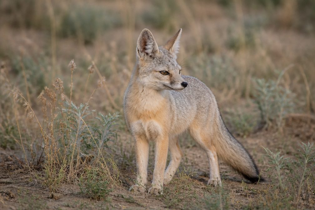 Kit Fox wildlife guide for Death Valley National Park