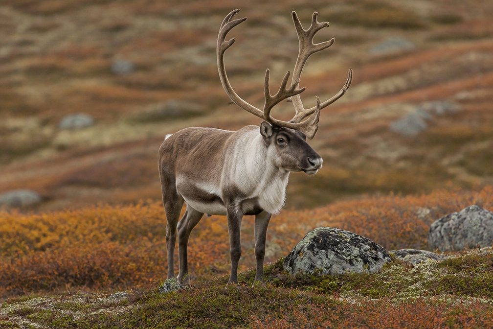 Caribou in Denali Highway