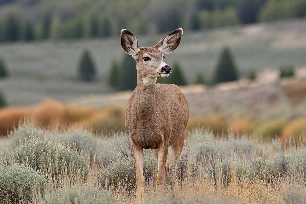 Mule Deer in Mount Rushmore National Memorial