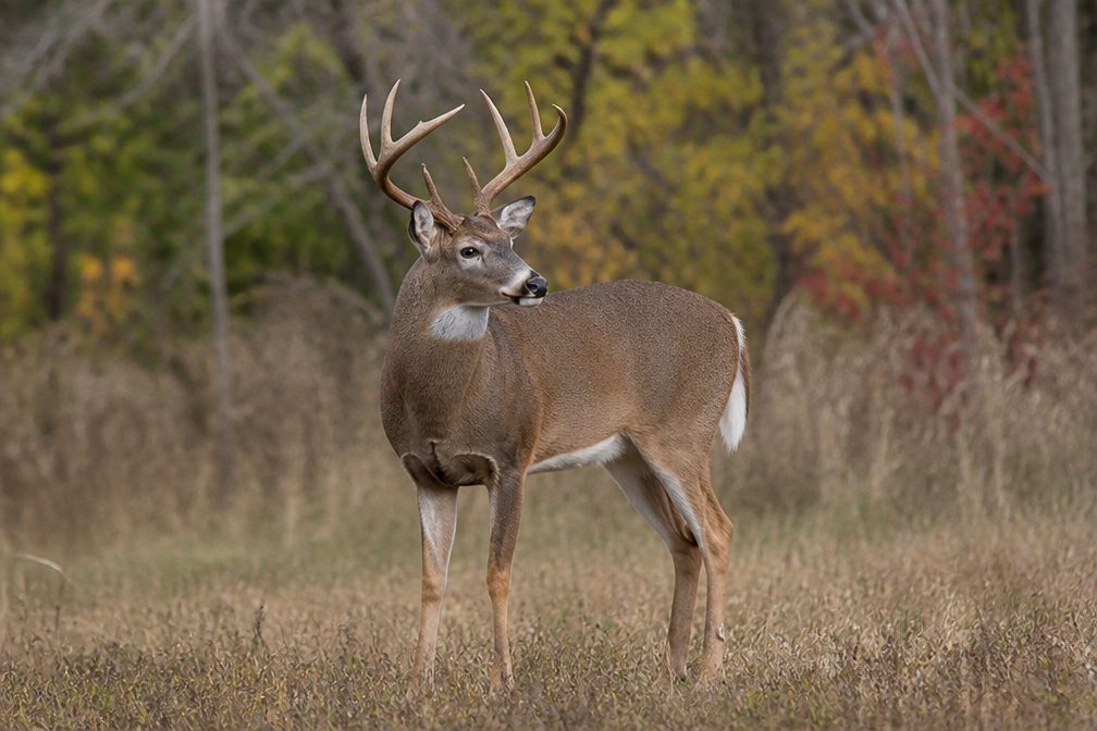 White-tailed Deer in Mount Rushmore National Memorial