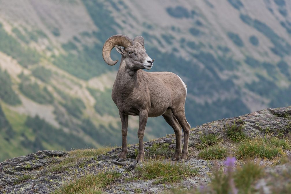 Bighorn Sheep in Arches National Park