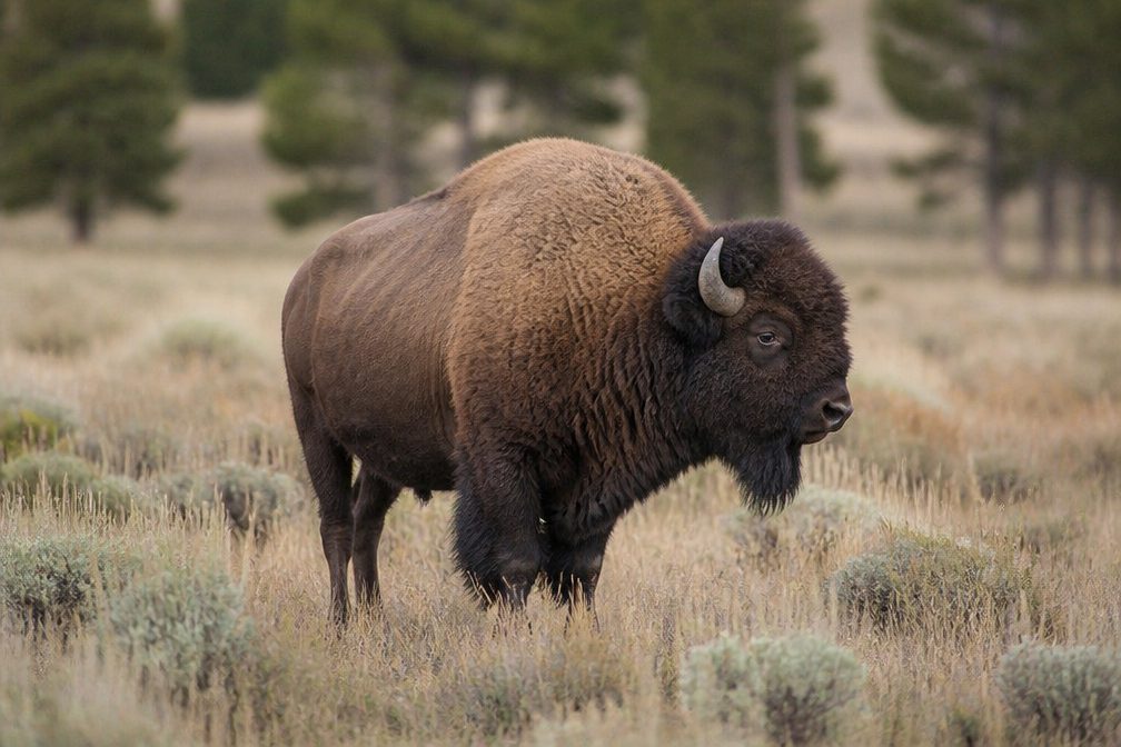 Bison in Beartooth Highway