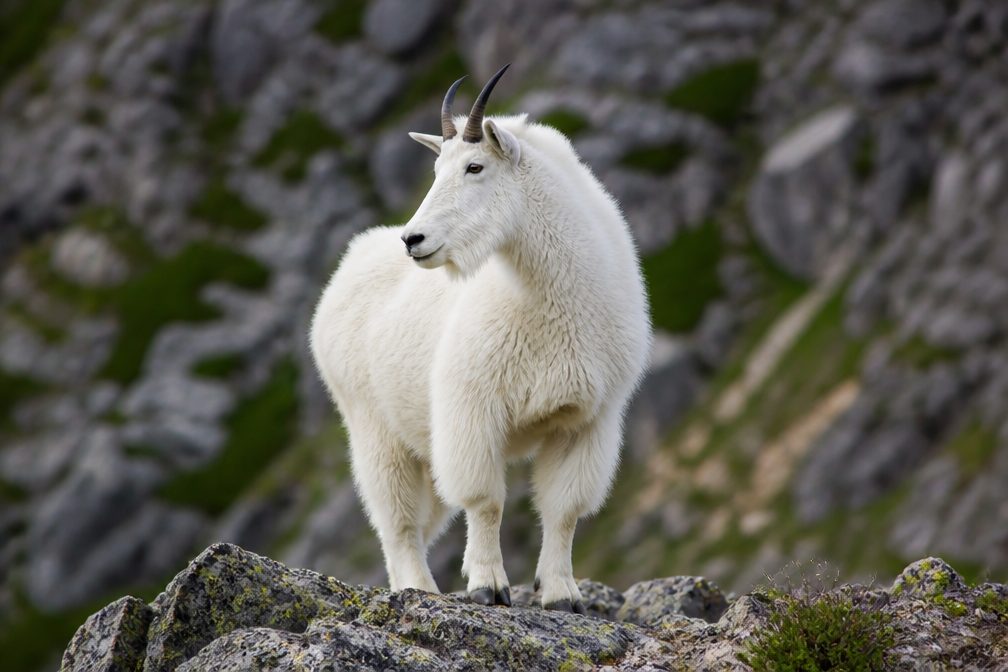Mountain Goat in Mount Rushmore National Memorial