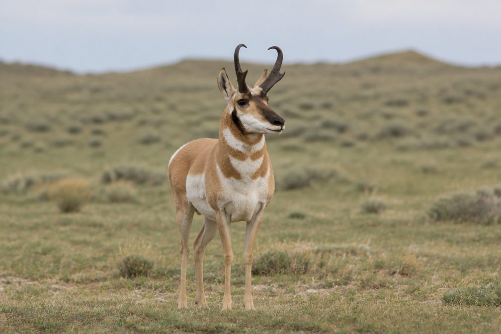 Pronghorn wildlife guide for Arches National Park