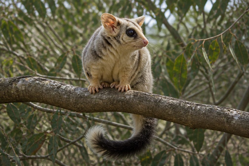 Greater Glider wildlife guide for Blue Mountains National Park