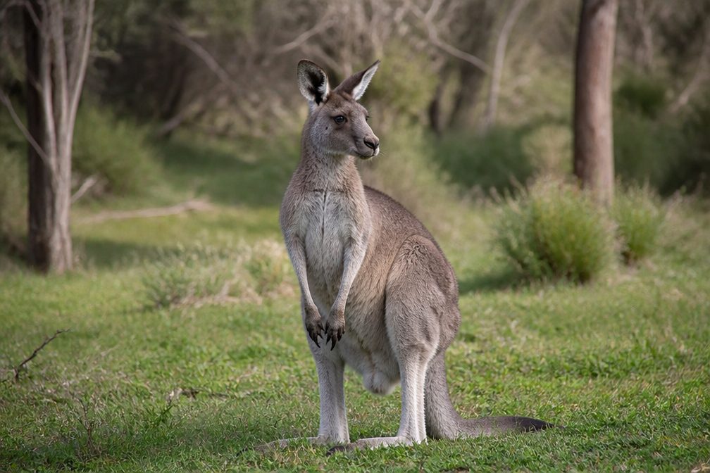 Western Grey Kangaroo in Kalbarri National Park