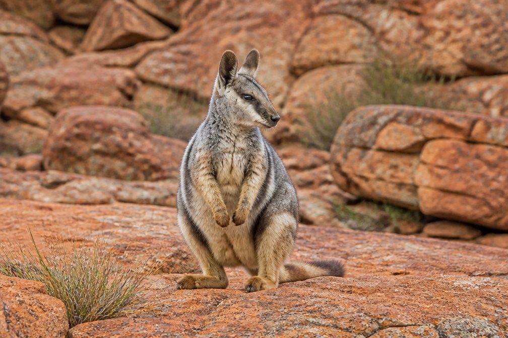 Black-flanked Rock Wallaby in Kalbarri National Park