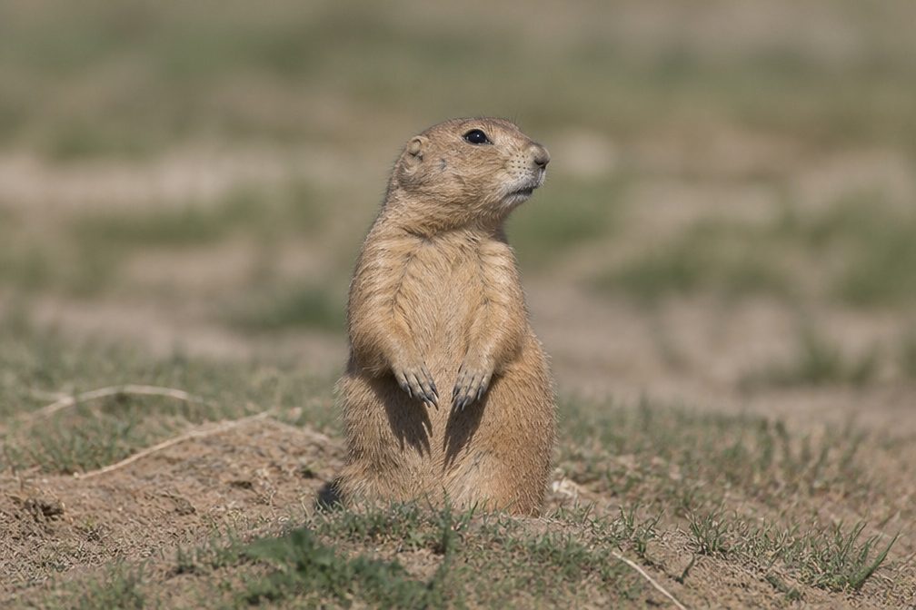 Prairie Dog in Arches National Park
