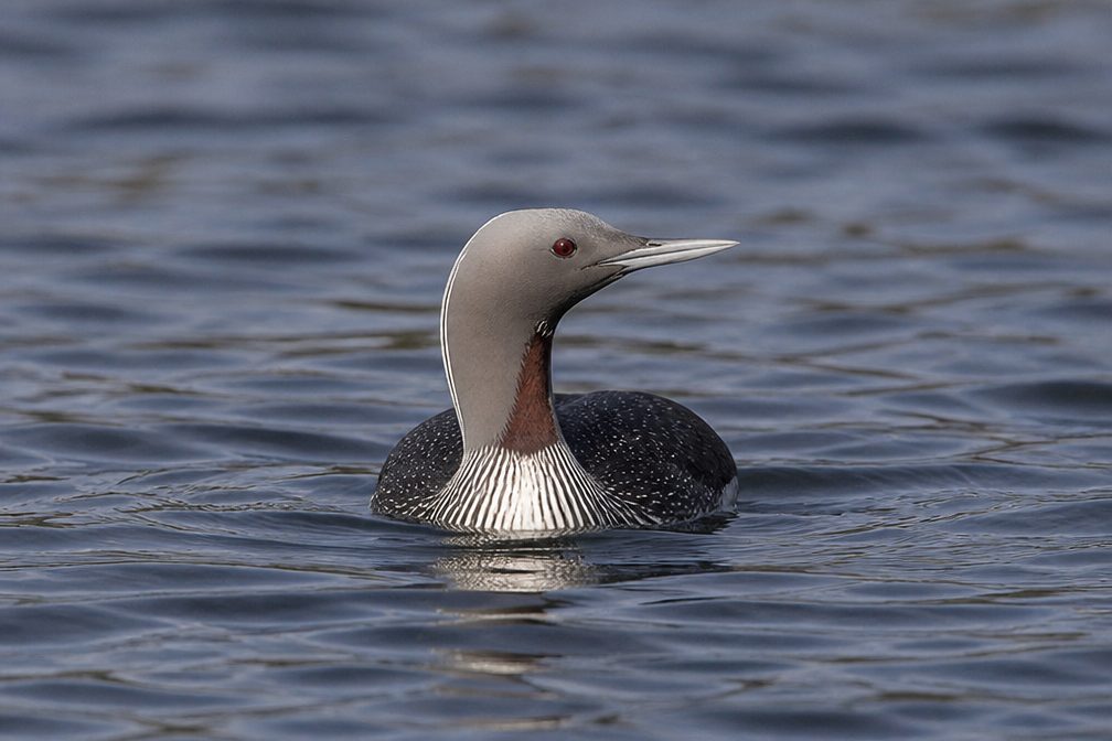 Red-throated Loon wildlife guide for Denali Highway