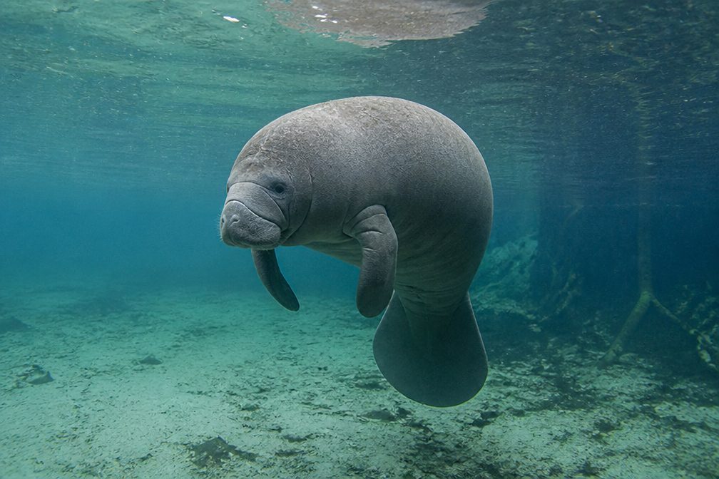 Manatee in Overseas Highway