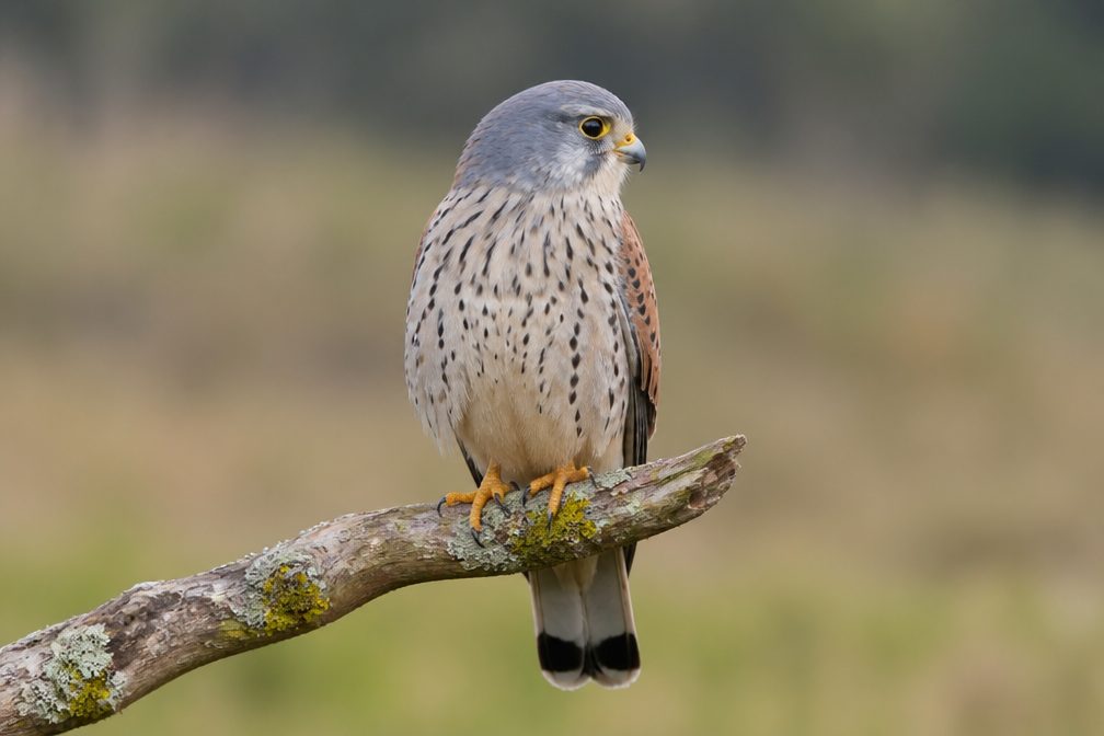 Kestrel wildlife guide for Beartooth Highway