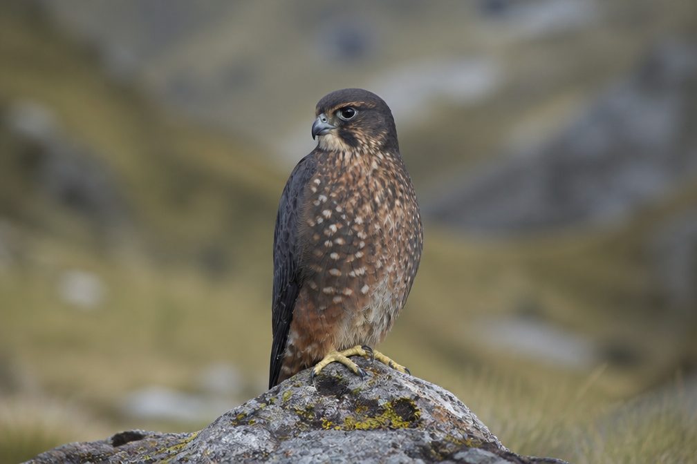 New Zealand Falcon in Westland Tai Poutini National Park