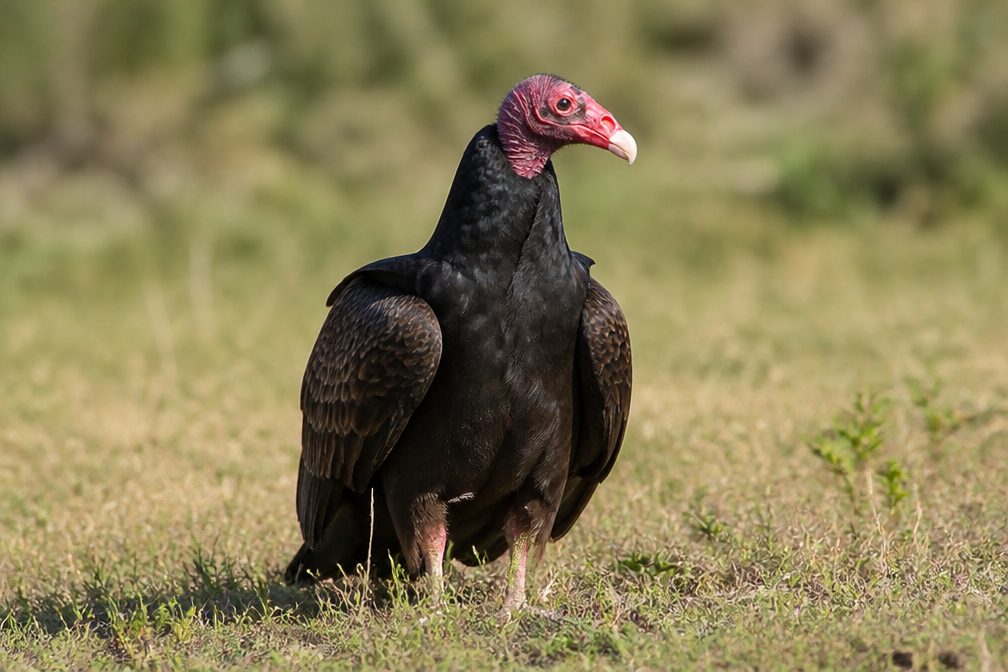 Turkey Vulture in Mount Rushmore National Memorial