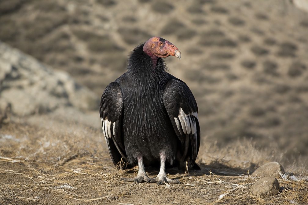 California Condor in Redwood National Park