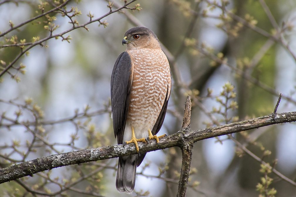 Sharp-shinned Hawk
