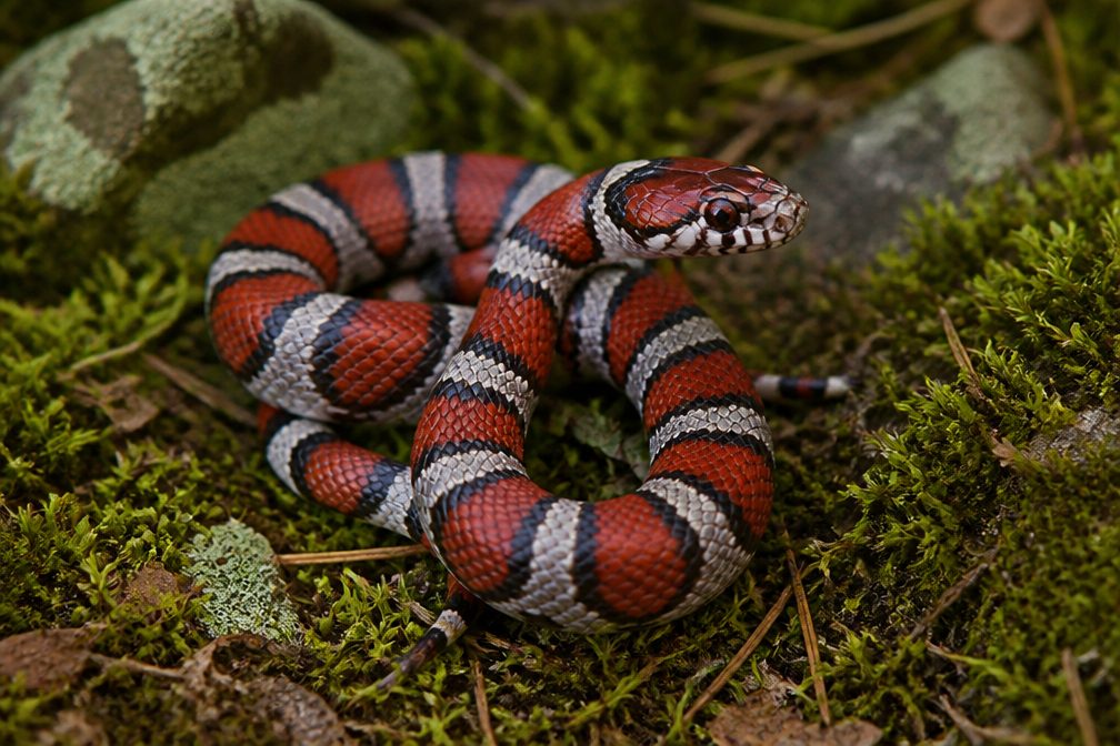 Milksnake wildlife guide for Lake George NY