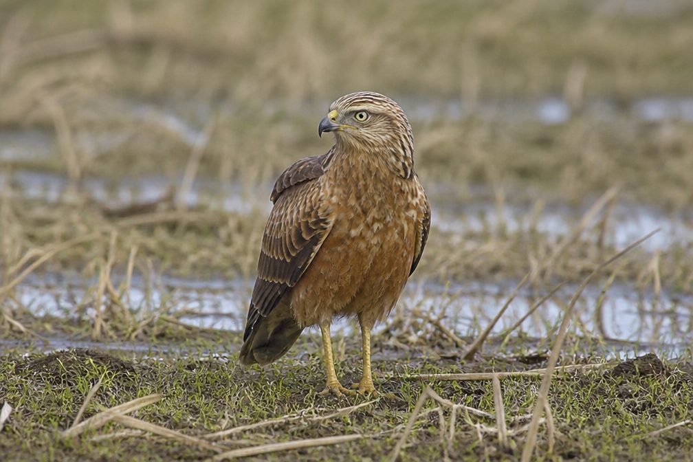 Swamp Harrier wildlife guide for Westland Tai Poutini National Park