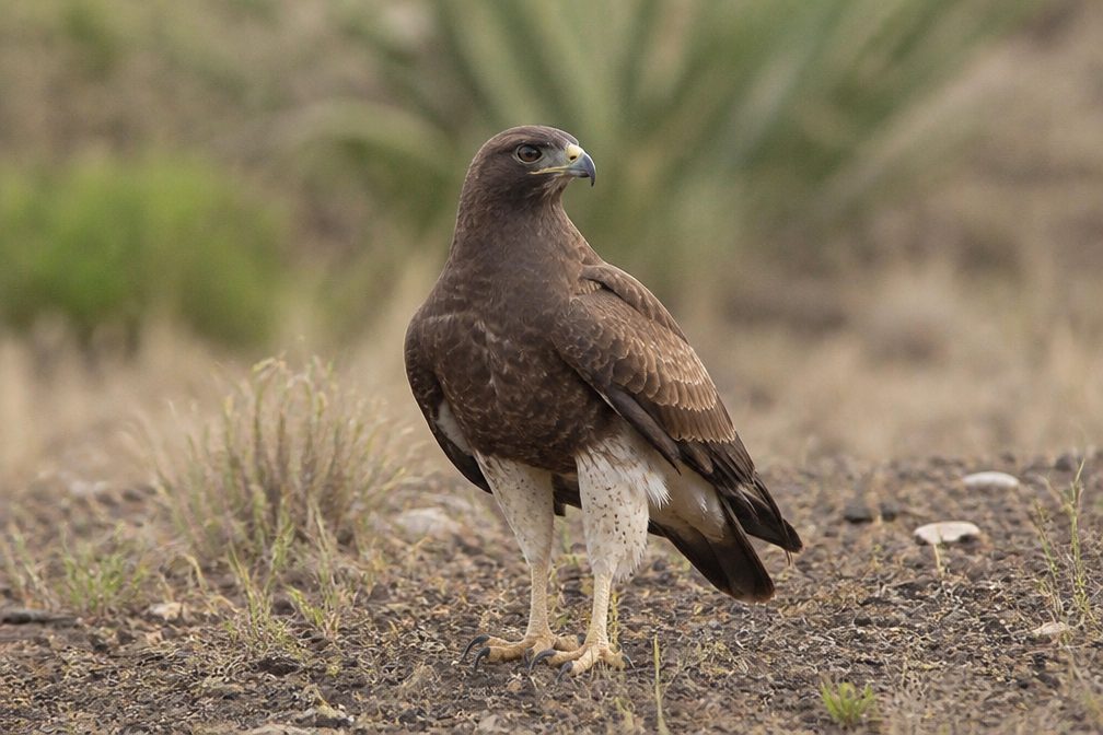 Zone-tailed Hawk wildlife guide for Grand Canyon National Park
