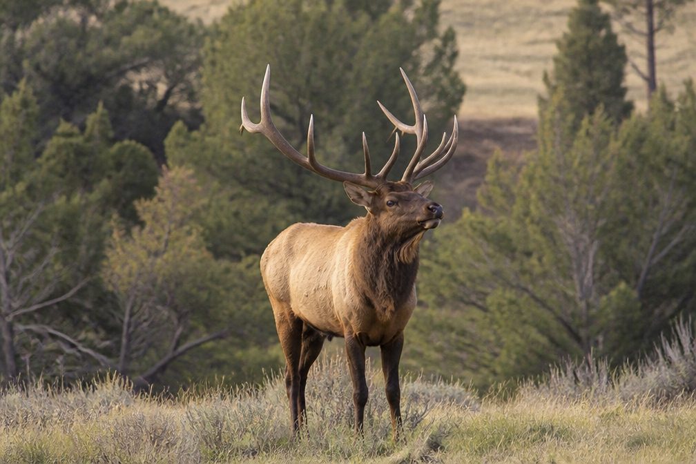 Elk in Redwood National Park