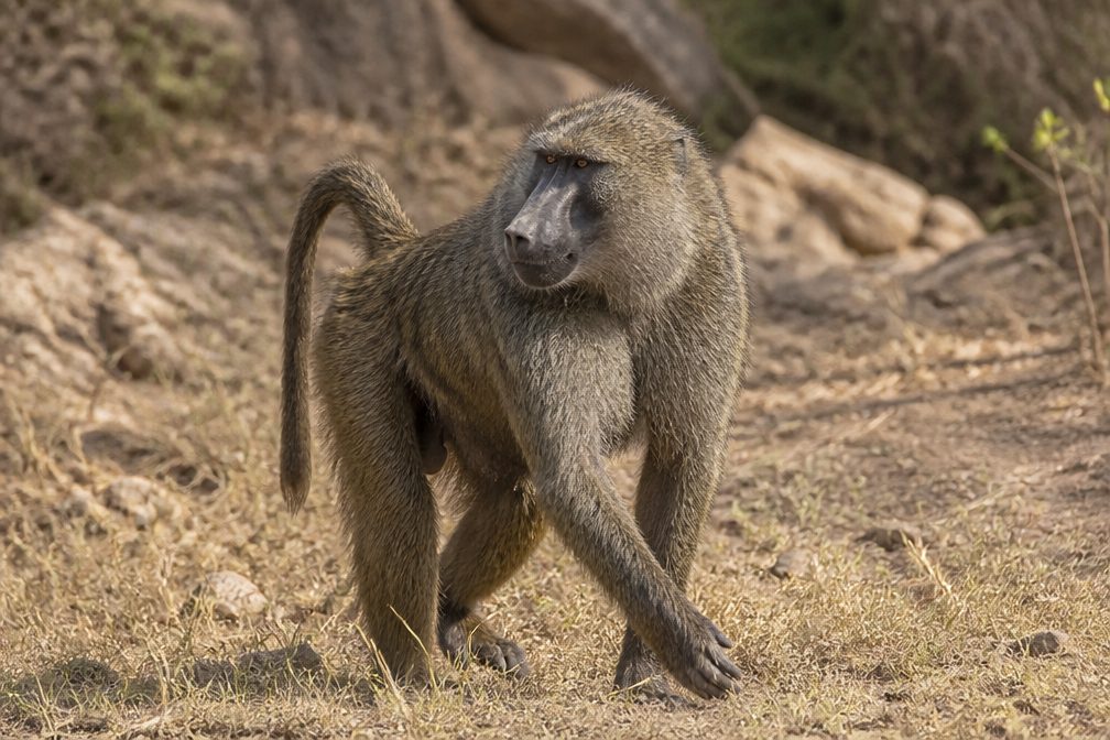 Baboon wildlife guide for Kruger National Park