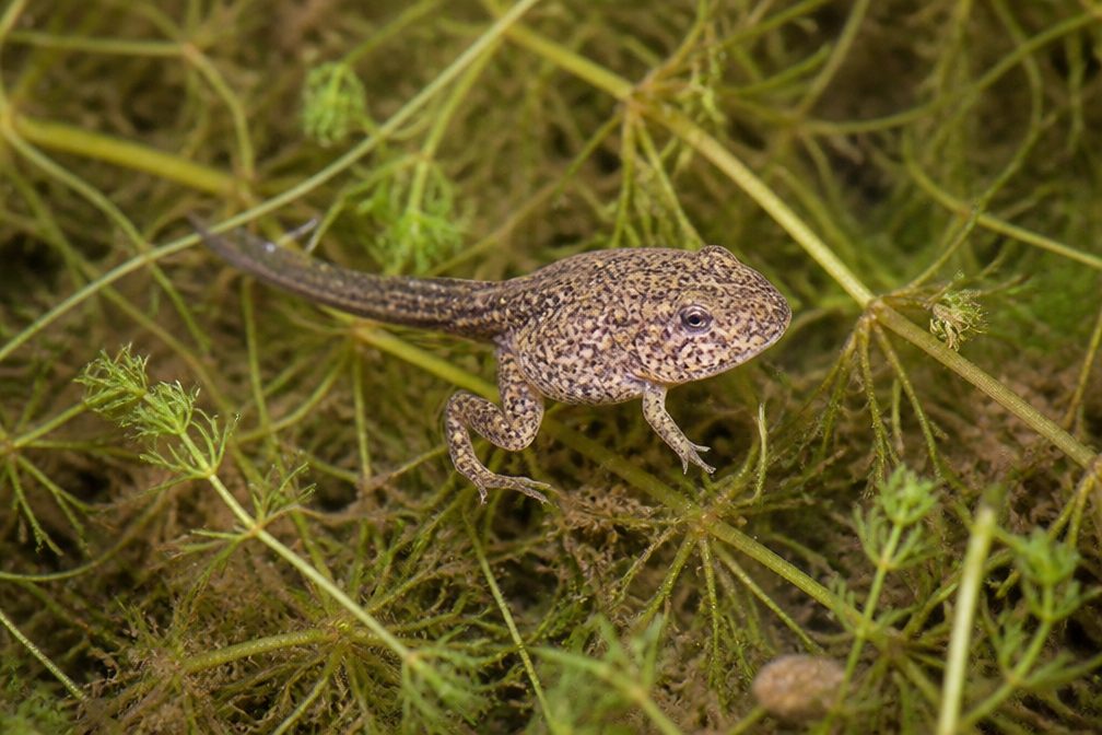 Relict Leopard Frog wildlife guide for Lake Mead National Recreation Area