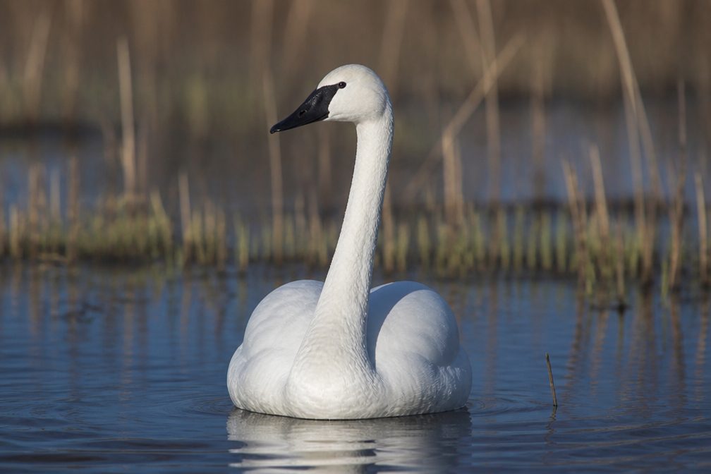 Trumpeter Swan in Denali Highway