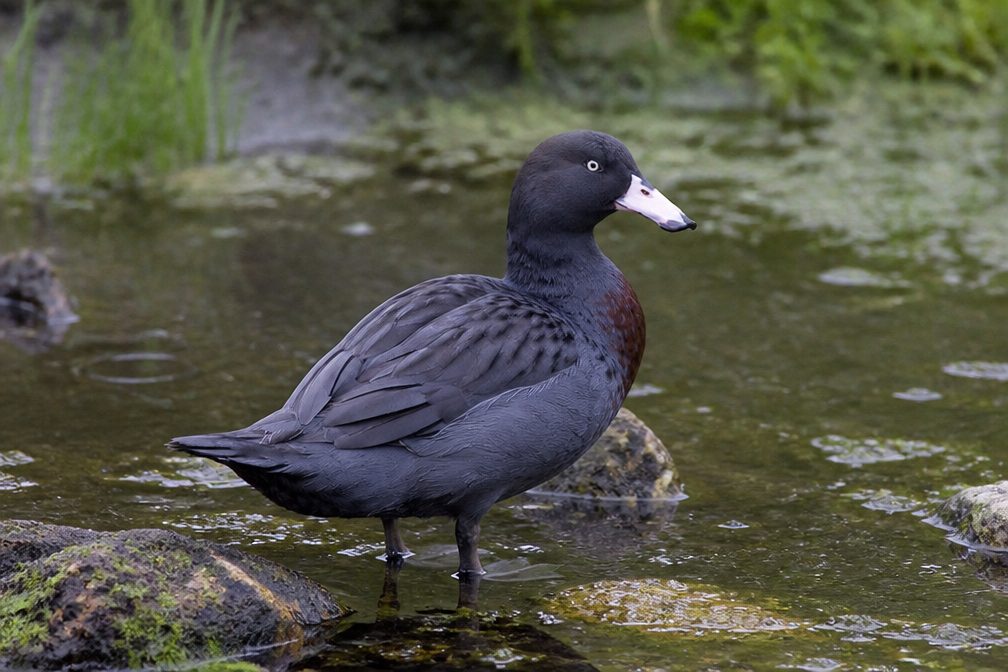 Blue Duck wildlife guide for Westland Tai Poutini National Park